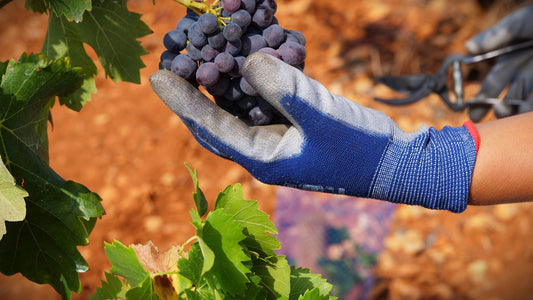 Uva Giró: origen y vinos autóctonos de la Marina Alta en Bouquet Xaló