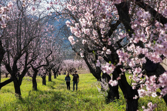 Ruta de los almendros en flor en Alcalalí: un paseo inolvidable