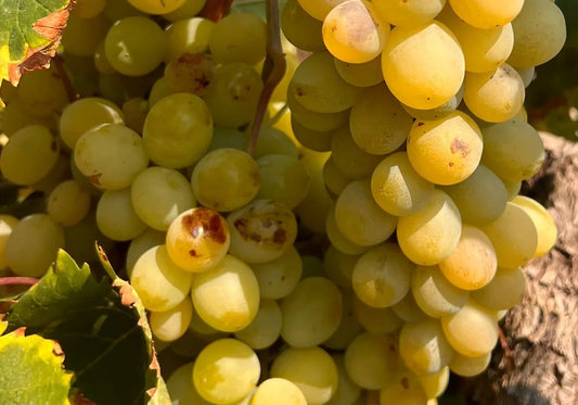 Moscatell: la uva que perfuma la historia de Xaló